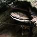 Bracket fungus