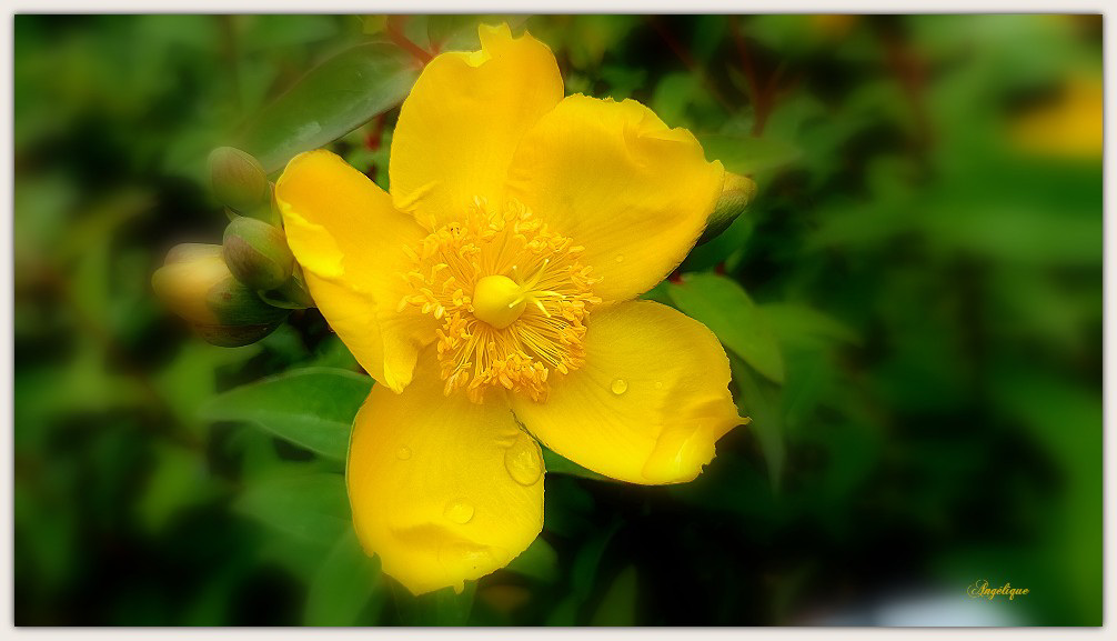 Hypericum......millepertuis doré ! Bonne journée