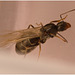 IMG 9680 Queen Ant