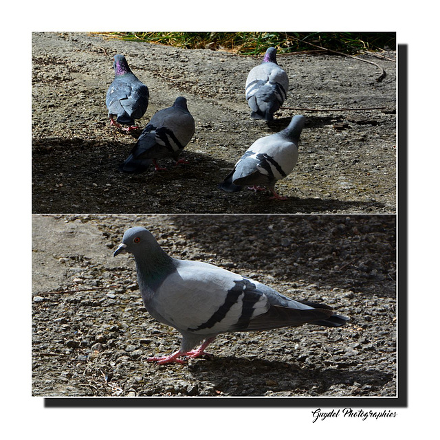 La famille Pigeons en balade !