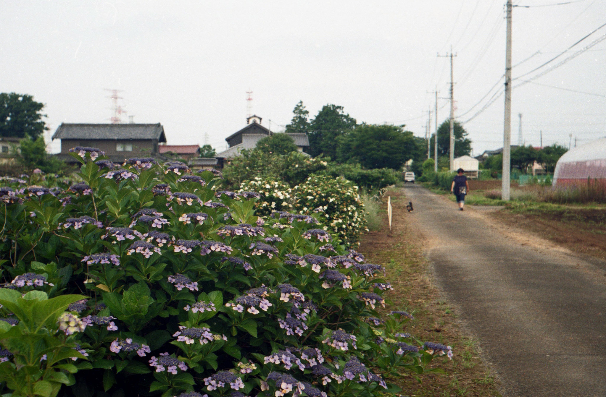 Path with hydrangea