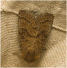 IMG 0145 Moth