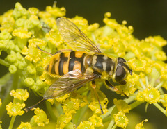 IMG 0570 Batman Hoverfly-2