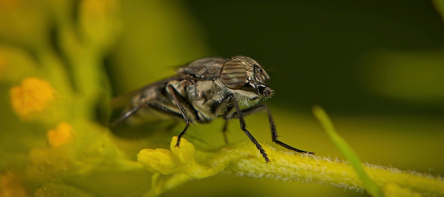 Die Stomorhina lunata gehört zu den Zweiflüglern :)) The Stomorhina lunata belongs to the Diptera :))  La Stomorhina lunata appartient aux Diptères :))