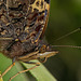 Schau mir in die Augen Herr Admiral :)) Look into my eyes, Admiral :)) Regarde-moi dans les yeux, Amiral :))