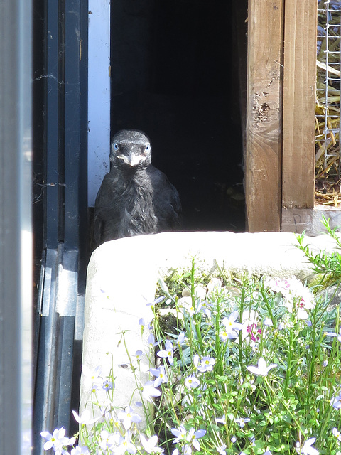 Jackdaw Chick hiding