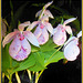 Blütenwunder - Orchidee