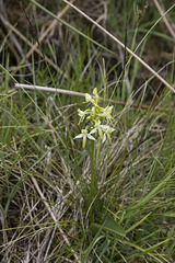 Butterfly orchid on the Culkein roadside
