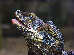 A frilled-necked lizard portrait
