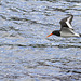 Oystercatcher in Flight