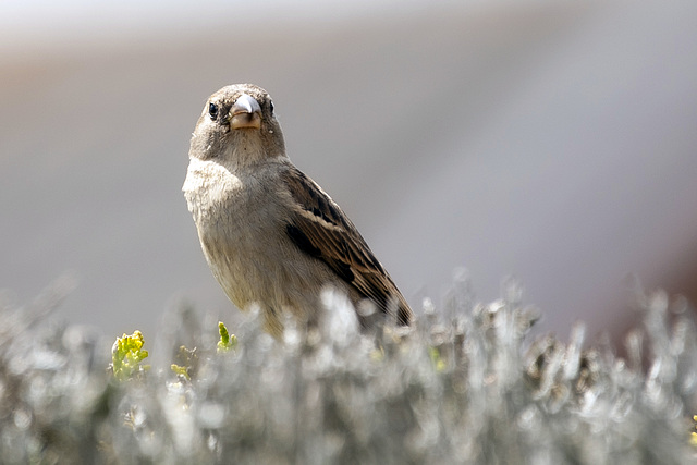 Back Yard Sparrow