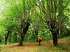 Walk through the bewitched forest