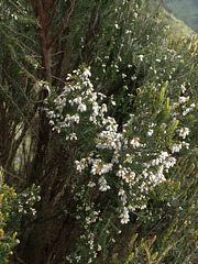 Giant Heath in the Simien Mountains