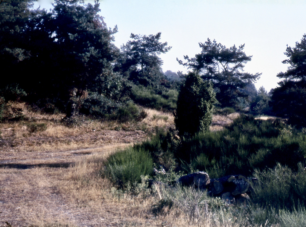 Wanderweg in der Eifel (Diascan)