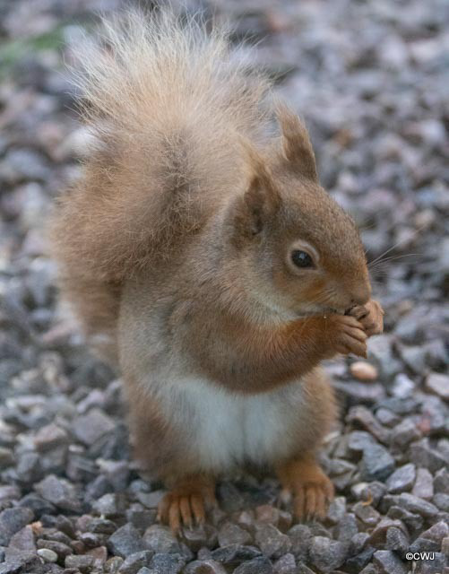 Red Squirrel