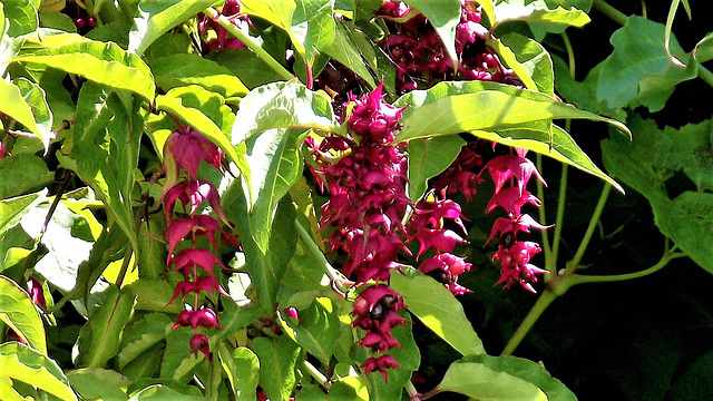 The Himalayan Honeysuckle