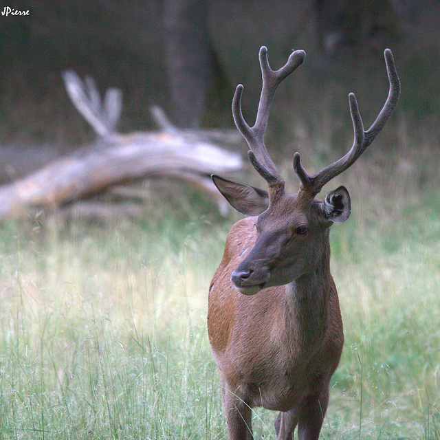 Le jeune cerf