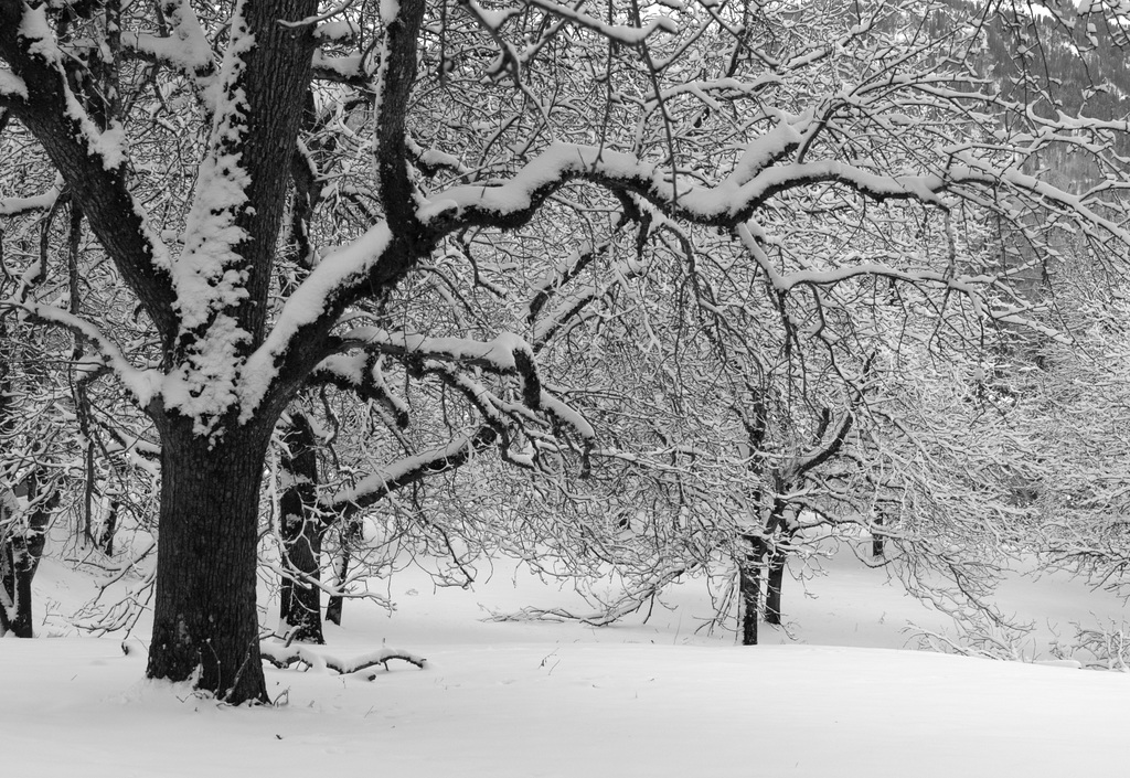 Alter Obstgarten