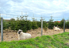 Rentiere in Verkleidung