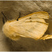 IMG 0149 Moth