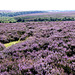 Yorkshire Dales