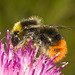 IMG 0575 Bumblebee-4