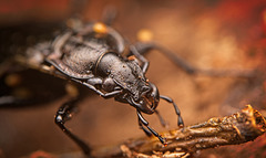 Der Körniger Laufkäfer (Carabus granulatus) hält sich noch versteckt :)) The granular ground beetle (Carabus granulatus) is still hiding :)) Le carabe granuleux (Carabus granulatus) se cache toujours :))