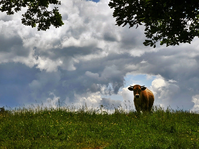 On m'observe... I'm being watched...