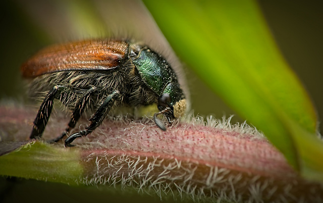Der Gartenlaubkäfer (Phyllopertha horticola) jatte diesmal festen Stand :)) The garden chafer (Phyllopertha horticola) had a firm footing this time :)) Le hanneton horticole (Phyllopertha horticola) a