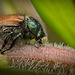 Der Gartenlaubkäfer (Phyllopertha horticola) jatte diesmal festen Stand :)) The garden chafer (Phyllopertha horticola) had a firm footing this time :)) Le hanneton horticole (Phyllopertha horticola) avait une assise solide cette fois-ci :))