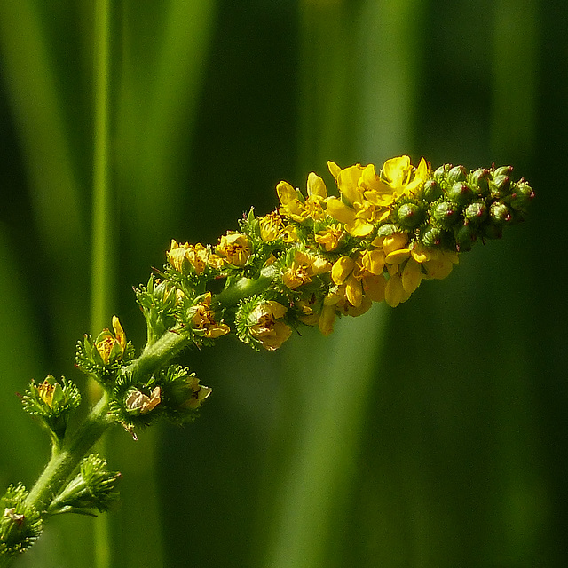 Agrimony