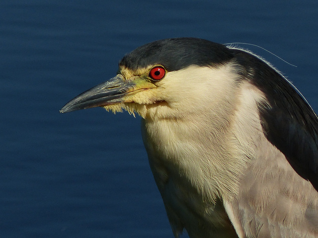 Black-crowned Night-heron