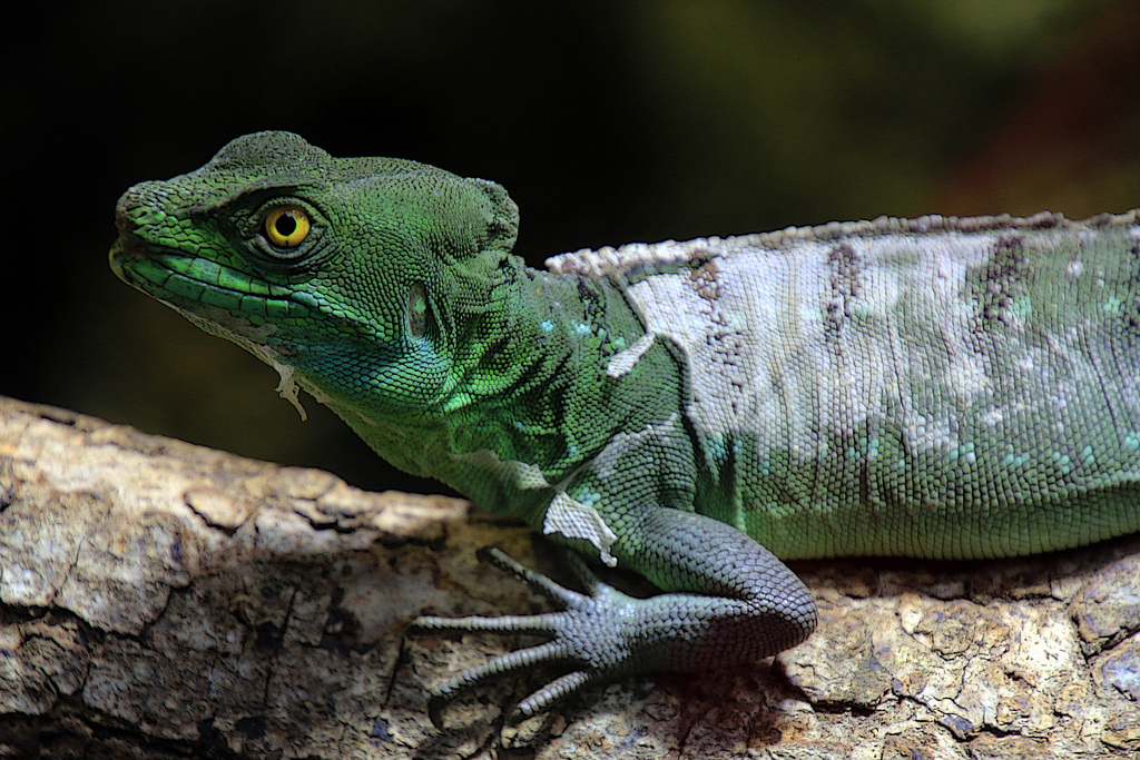 La mue du lézard