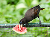 Crested Oropendola, Asa Wright, Trinidad