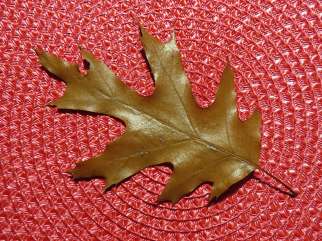 Leaf of a Black Oak