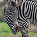 A zebra at Chester Zoo
