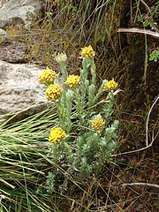 Flowers on the Geech to Chenek trek in the Simien Mountains