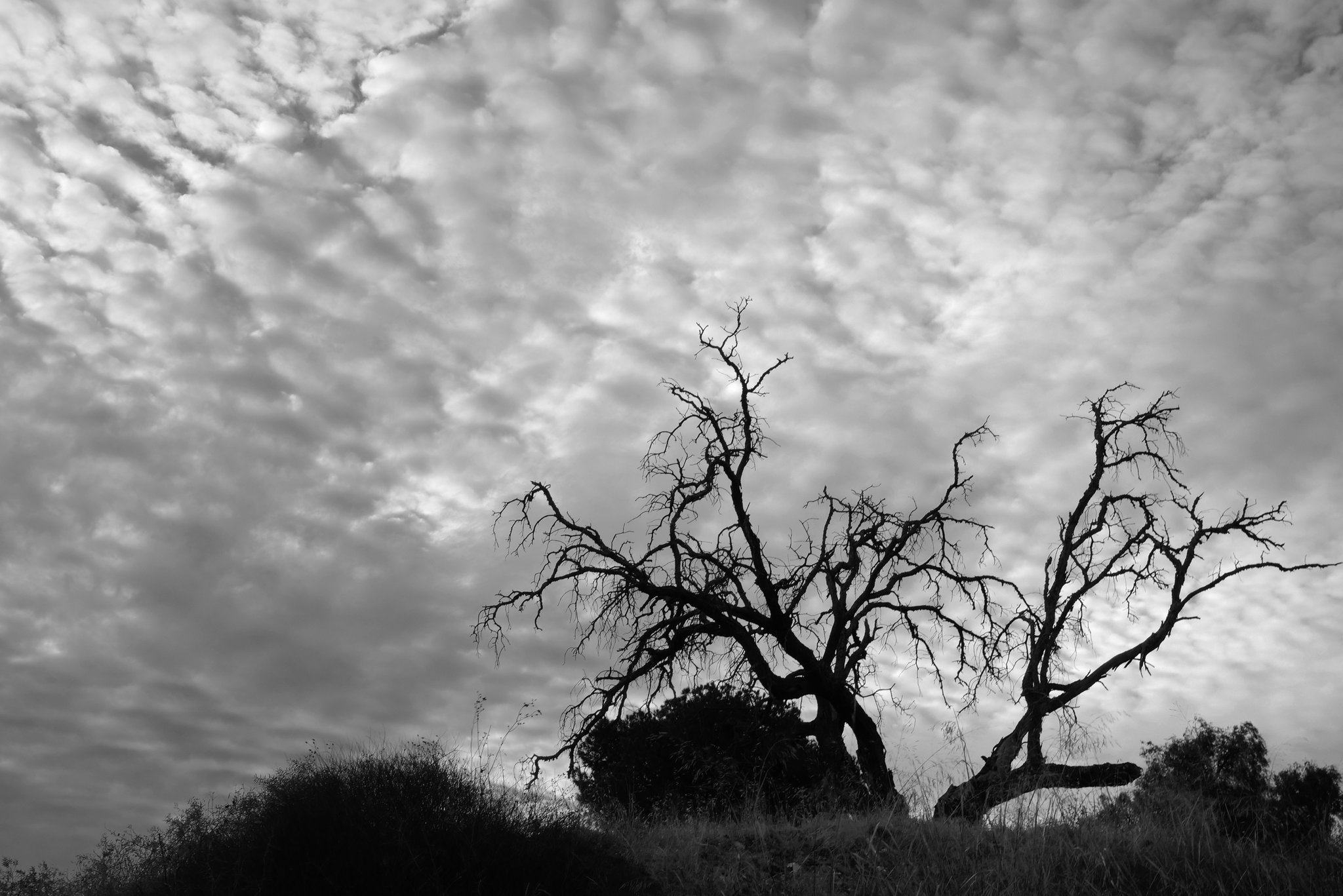 Penedos, Morning lights BW