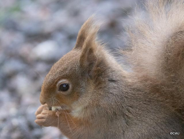 Red Squirrel