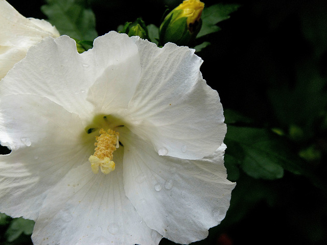 ... hibiscus ...