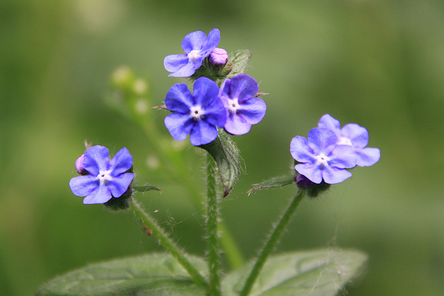 Wild flowers