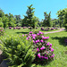 Rhododendron im Schlosspark Wiligrad