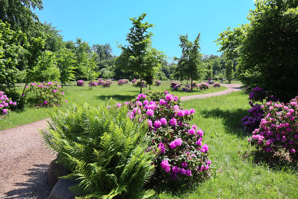 Rhododendron im Schlosspark Wiligrad