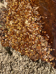 Leaves on water