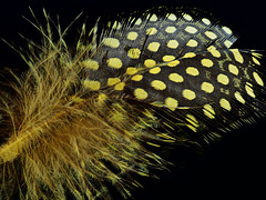 Guinea fowl feather Guinea fowl feather