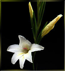 Gladiole. ©UdoSm