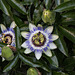 20150910 8803VRTw [D~LIP] Blaue Passionsblume (Passiflora caerulea), UWZ, Bad Salzuflen