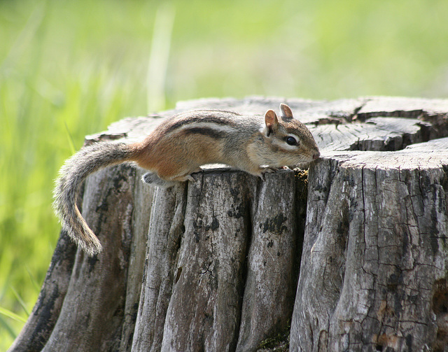 tamia rayé / chipmunk