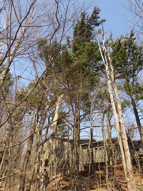 White pines in the nature center