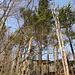 White pines in the nature center